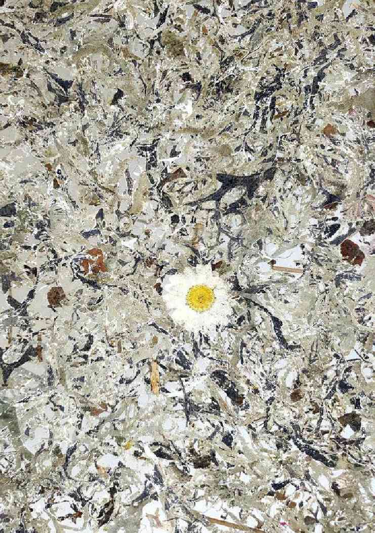 Daisy Botanical Biomass Board