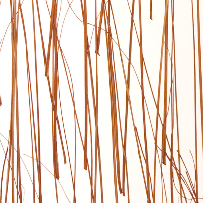 Crimson Reed Translucent Panel