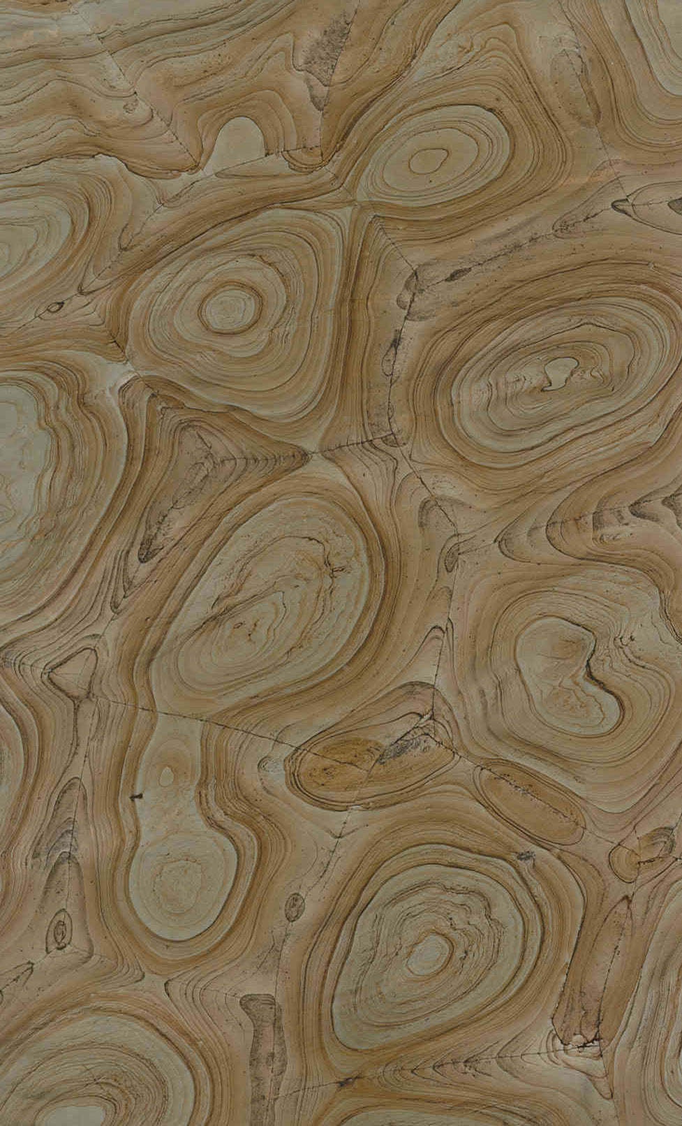 Fossil Bloom Onyx