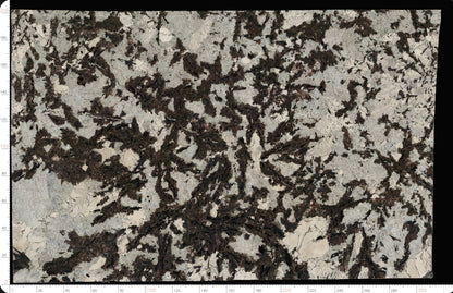 Winter Branch Marble