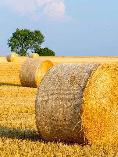 Straw Composite Sustainable Panel