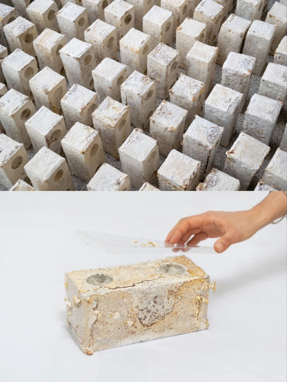 Mycelium Structural Brick – Temporary Shelter Module