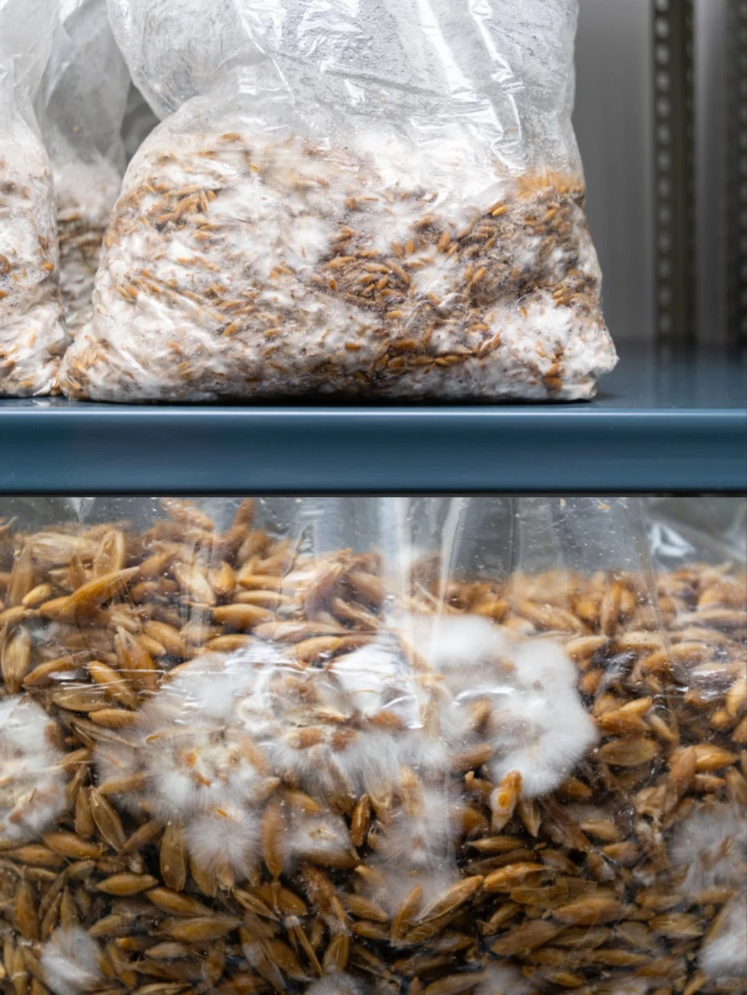 Mycelium Structural Brick – Temporary Shelter Module