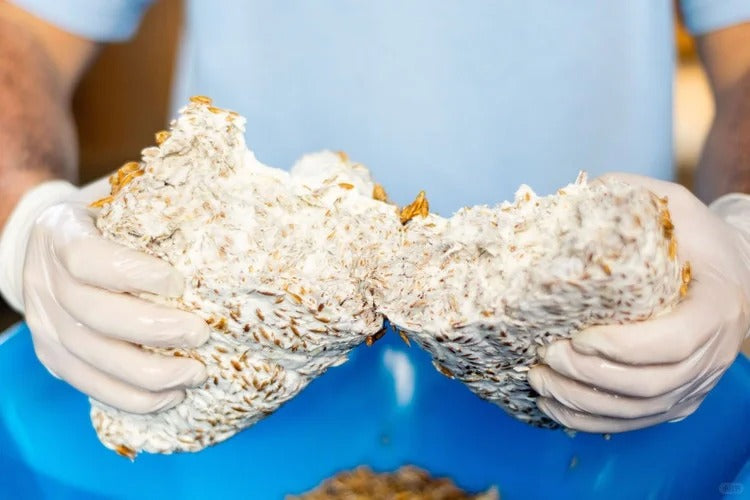 Mycelium Structural Brick – Temporary Shelter Module