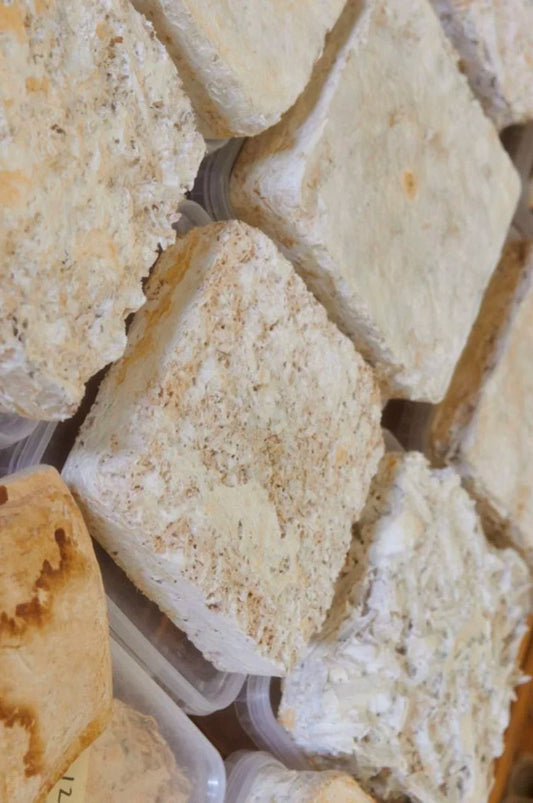 Mycelium Acoustic Biomass Board