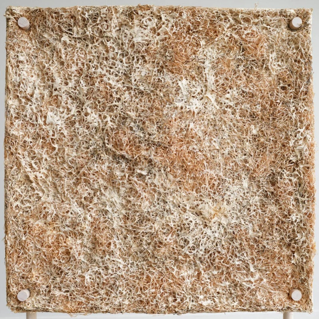 Mycelium Acoustic Biomass Board