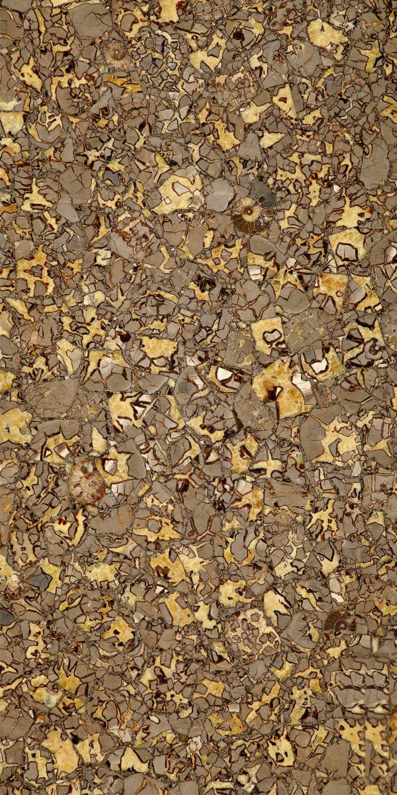 Septarium Gemstone Slab