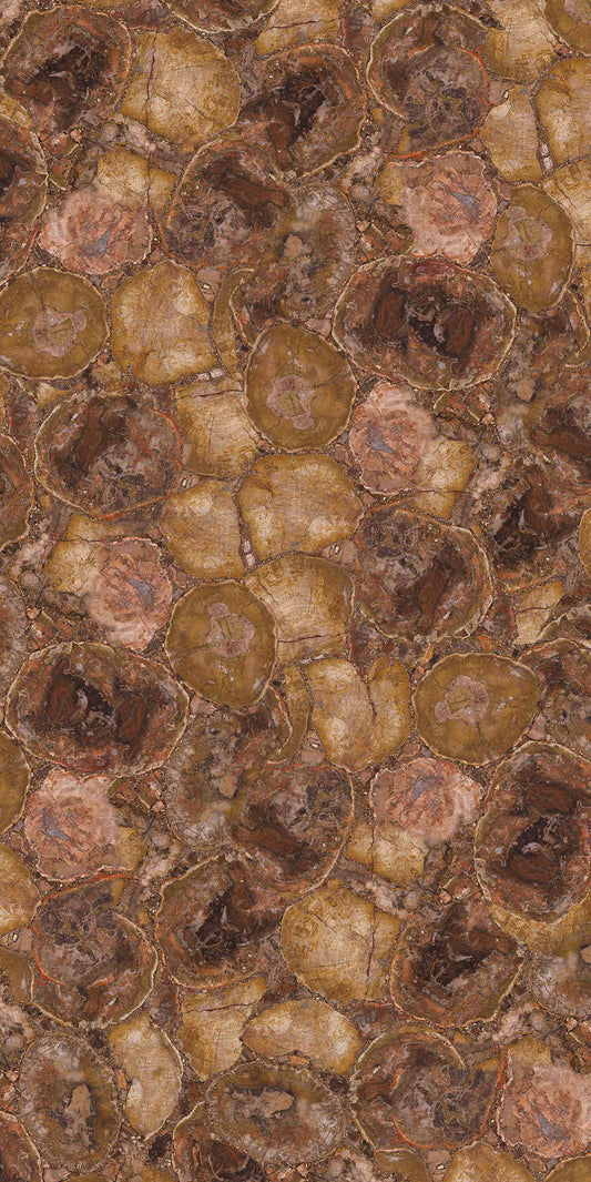 Petrified Wood Cross-Section Gemstone Slab