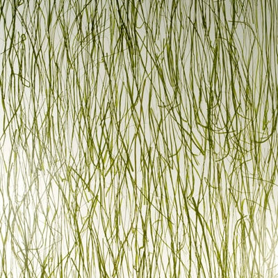 Seaweed Translucent Panel