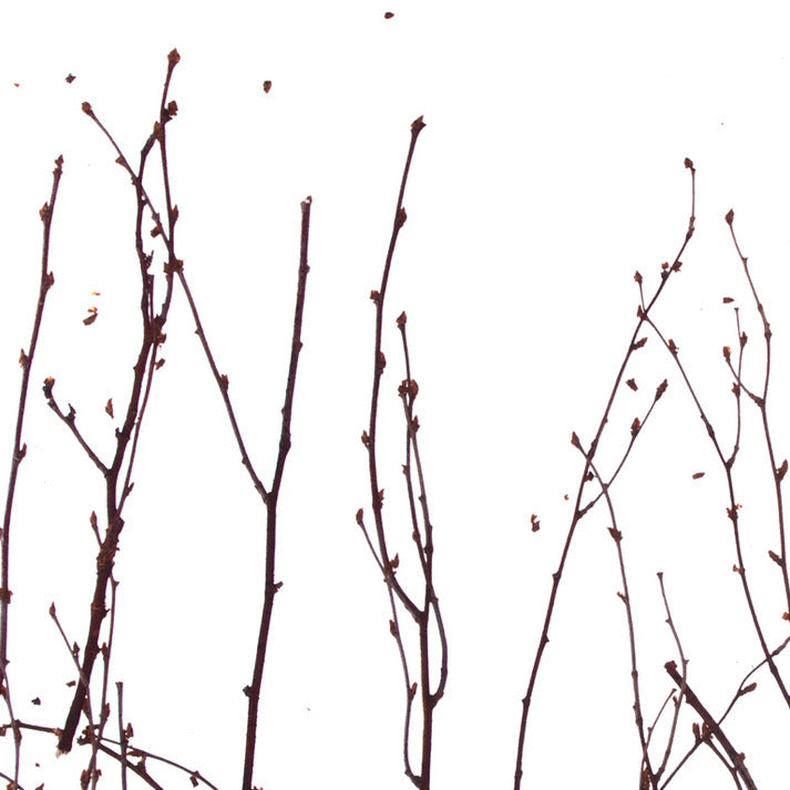 Birch Branch Translucent Panel (Half Pattern)