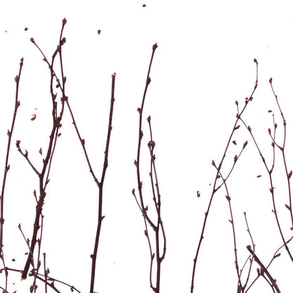 Birch Branch Translucent Panel (Half Pattern)