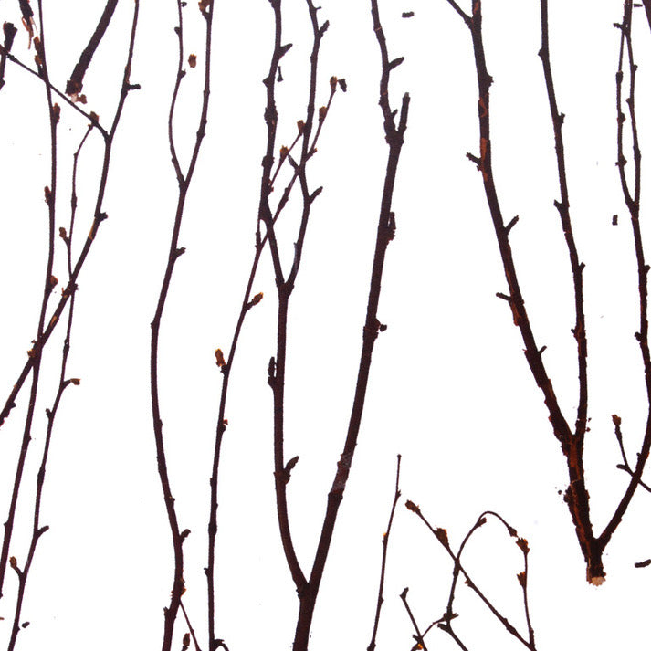 Birch Branch Translucent Panel (Full Pattern)
