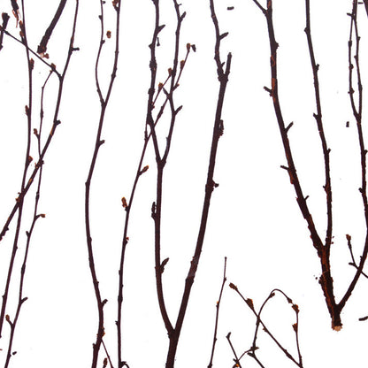 Birch Branch Translucent Panel (Full Pattern)