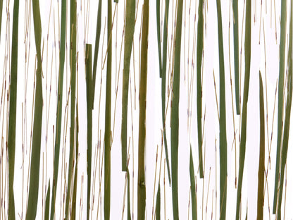 Rainforest Canopy Translucent Panel (Full Pattern)
