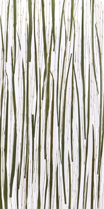 Rainforest Canopy Translucent Panel (Full Pattern)