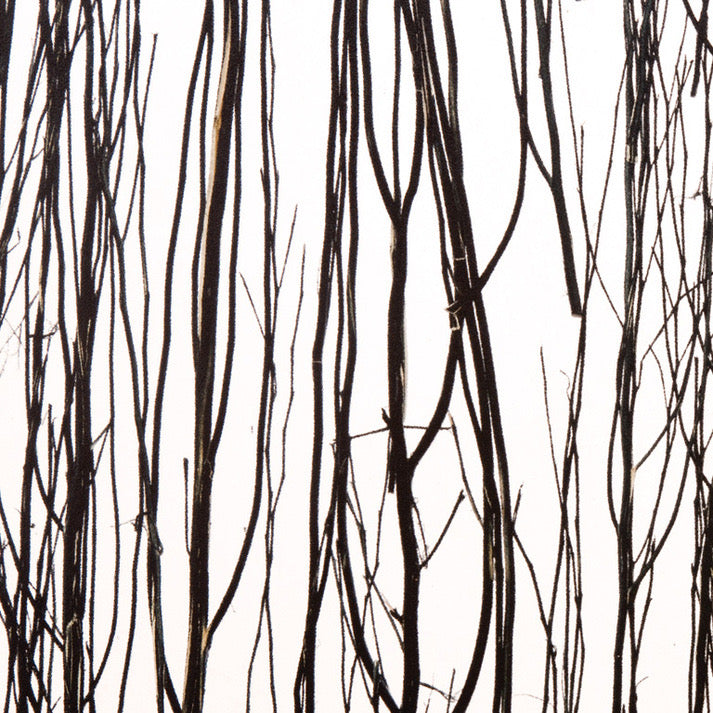 Midnight Reed Translucent Panel