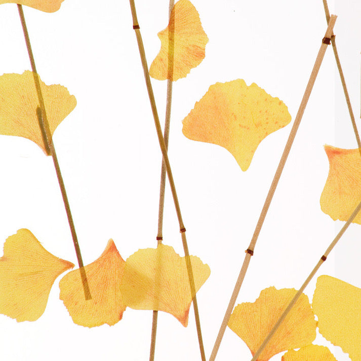 Ginkgo Veil Translucent Panel