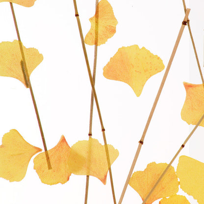 Ginkgo Veil Translucent Panel