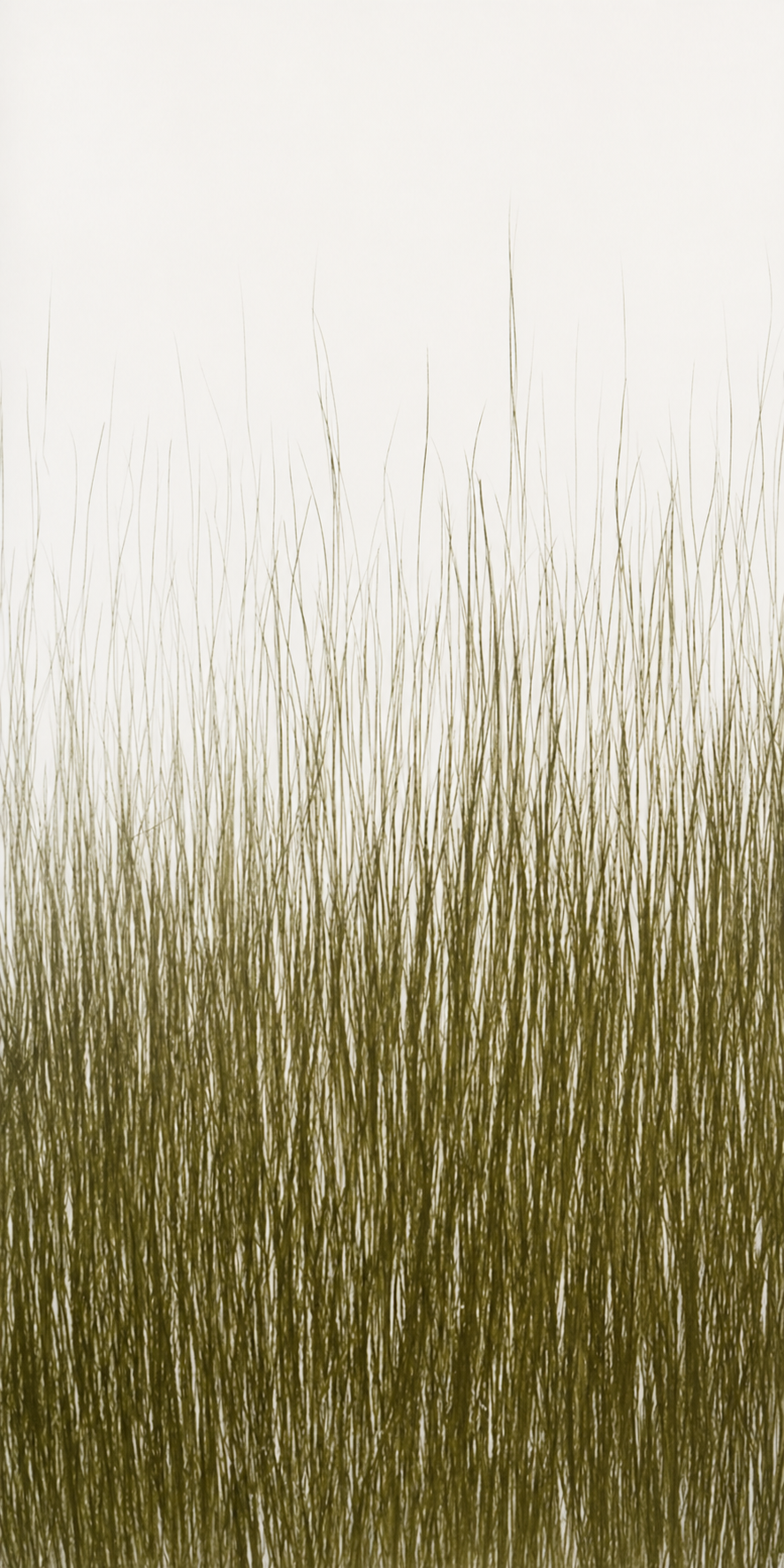 Bear Grass Translucent Panel (Gradient Pattern)